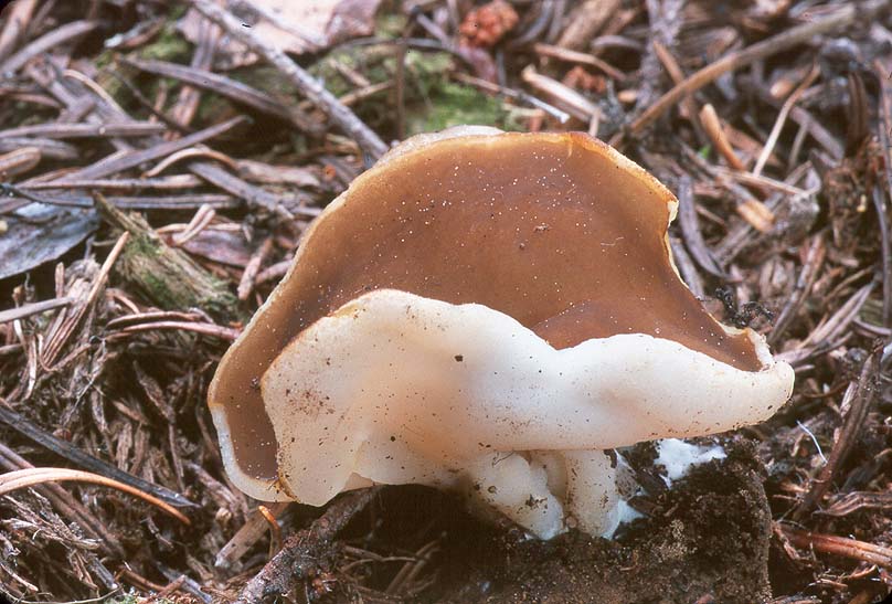 Gyromitra melaleucoides